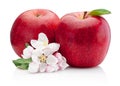 Two red apple with flowers isolated on white background Royalty Free Stock Photo