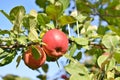 Two red apples on apple tree Royalty Free Stock Photo