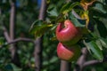 Two red apples on the tree in the garden Royalty Free Stock Photo