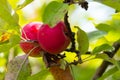 Two red apples on tree Royalty Free Stock Photo