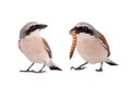 Two Red-backed Shrike isolated on white background Royalty Free Stock Photo