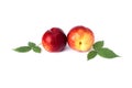 Two red bald peaches on white background. Peaches closeup red color