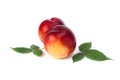 Two red bald peaches on white background. Peaches closeup red color