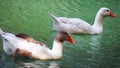 Two red-beak gooses in a pond