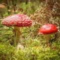 Two Red Beautiful Agaric Mushrooms, Amanita Muscaria.