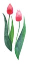 Two red beautiful bright tulips on a white background watercolor hand sketch Royalty Free Stock Photo