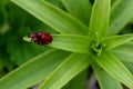 Two red beetles Royalty Free Stock Photo