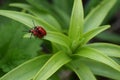 Two red beetles Royalty Free Stock Photo