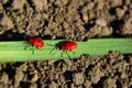 Two red beetles on leaf of lily Royalty Free Stock Photo