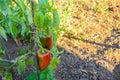 Two red bell peppers growing Royalty Free Stock Photo