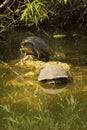 Two red-bellied turtles in the Everglades of Florida. Royalty Free Stock Photo