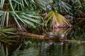Two Red Bellied Cooters on a Log Royalty Free Stock Photo