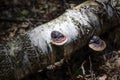 Red belt conks grow on rotten birch log