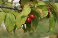 Two red berries of dogwood on branches with green leaves Royalty Free Stock Photo