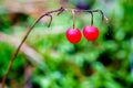 Two red berries hanging on a branch on a green background Royalty Free Stock Photo