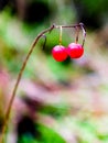 Two red berries hanging on a branch on a green background Royalty Free Stock Photo