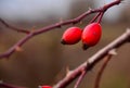 Two red berries