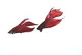Two red betta fish go to fight Royalty Free Stock Photo