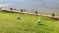 Two Red-billed gulls at the seaside green field. Royalty Free Stock Photo