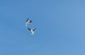 Two red-billed gulls squabbling while in flight against clear blue sky Royalty Free Stock Photo