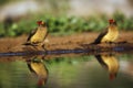 Red billed Oxpecker in Kruger National park, South Africa Royalty Free Stock Photo