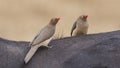 Two Red-billed Oxpeckers on Ox Royalty Free Stock Photo