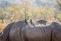 Two Red-billed oxpeckers on a Rhino. Royalty Free Stock Photo