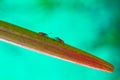 Two Red and Black Bugs Meet on a Leaf Royalty Free Stock Photo