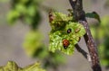 Two red and black ladybugs on green leaf of currant plant Royalty Free Stock Photo