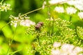 Two red black painted bugs pairing on blooming Pimpinella flower Royalty Free Stock Photo