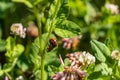 Two red and black spotted ladybugs - Coccinellidae - mating on a green plant stem with white and pink flowers - a close up shot in Royalty Free Stock Photo