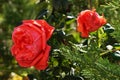 Two red blooming roses in the garden in sunlight Royalty Free Stock Photo