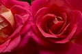 Two red blossoming rose buds