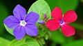 two red and blue flowers are next to each other on a green leafy branch with green leaves in the background and a blue flower in