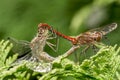 Dragonflies mating on a tree branche