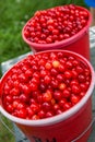 Two red buckets full of red sour cherries
