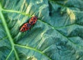 Two red bugs