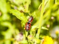 Two red bugs copulating on the grass Royalty Free Stock Photo