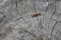 Two red bugs firebugs, red soldier bugs, Spilostethus pandurus, cotton dyes, Pyrrhocoridae mating on an old wooden stump. Black Royalty Free Stock Photo