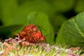 Two red bugs having fun Royalty Free Stock Photo