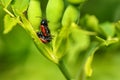 Two red bugs mating Royalty Free Stock Photo