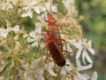 Two Romatic Red Bugs