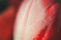 Two red Bush Lily flowers waterdrops over the petals macro photography Royalty Free Stock Photo