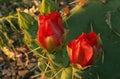 Two red cactus flowers Royalty Free Stock Photo