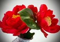 Two Red Camellias