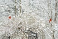 Two red Cardinals sit in a snowy rosebush.