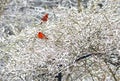 Two red Cardinals on a snowy bush.