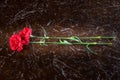 Two red carnations on a marble slab background Royalty Free Stock Photo