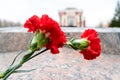 Two red carnations at the memorial in honor of memory, the background
