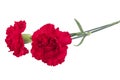 Two red carnations for mourning isolated on white background Royalty Free Stock Photo